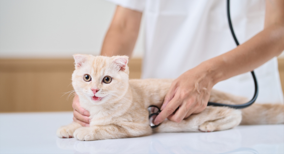 診療対象 犬・猫