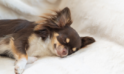 けいれん、咳、呼吸、歩きがおかしい場合、様子を撮影した動画