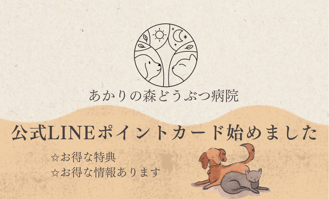 ✧日中限定✧LINEポイントカード